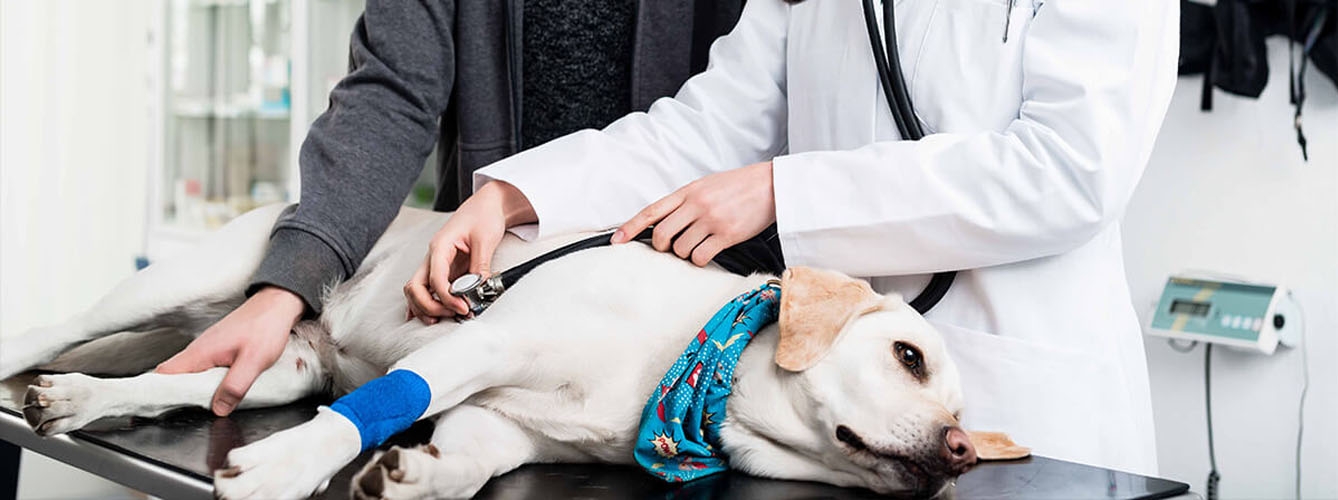 Los veterinarios instan a desconfiar de ofertas ‘low cost’ en clínicas