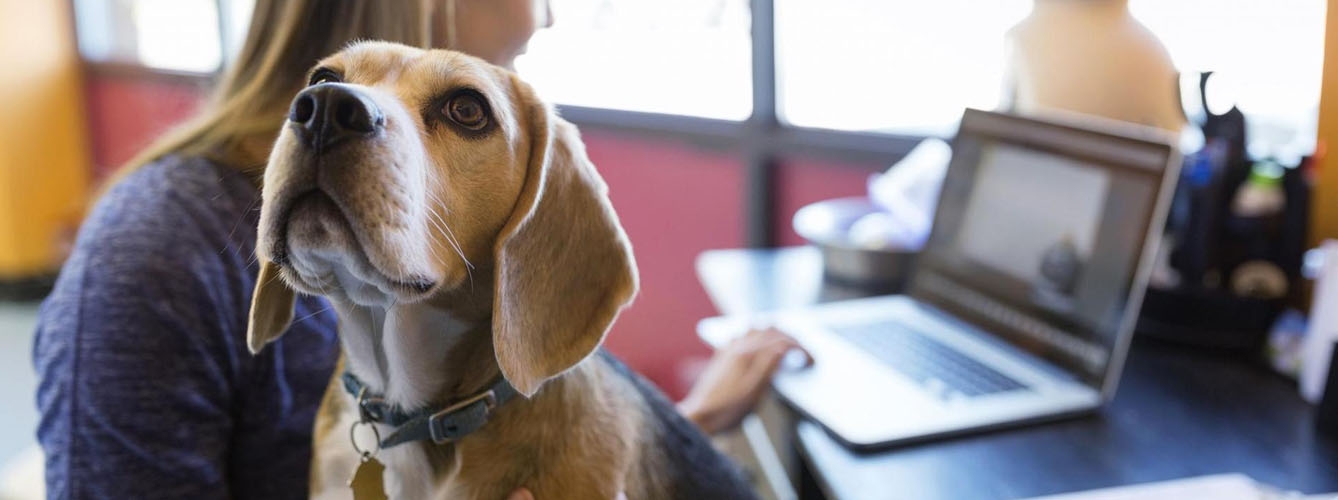 La presencia de mascotas en el trabajo mejora el ambiente laboral