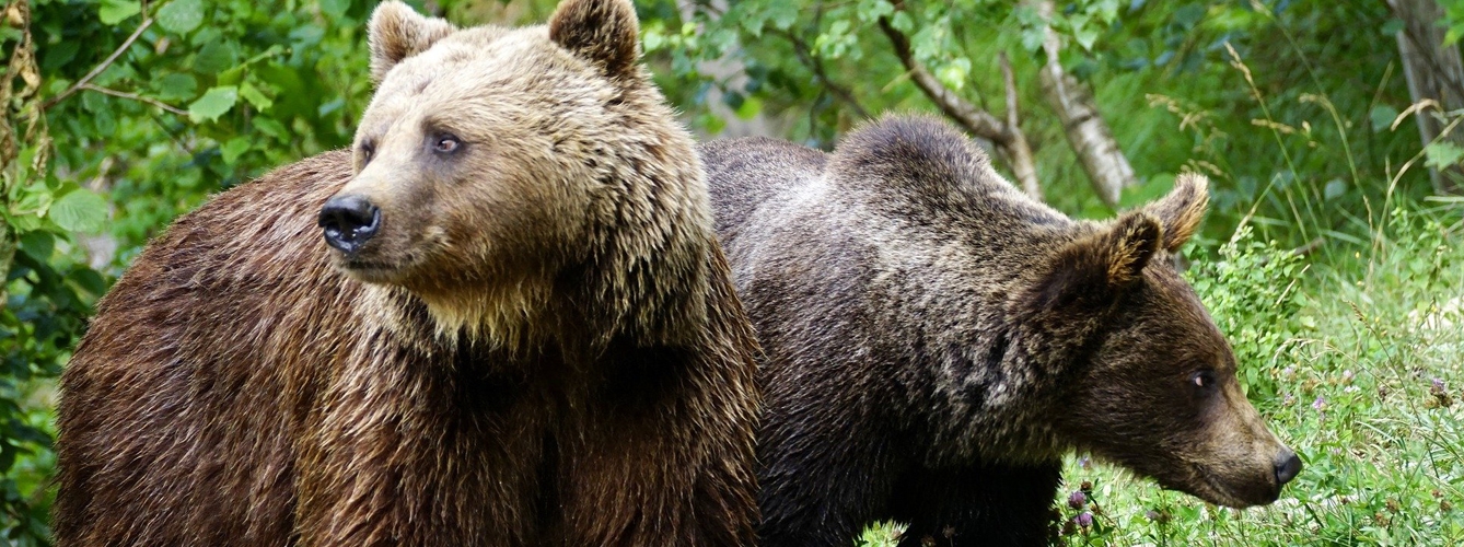 Ejemplares de oso pardo.
