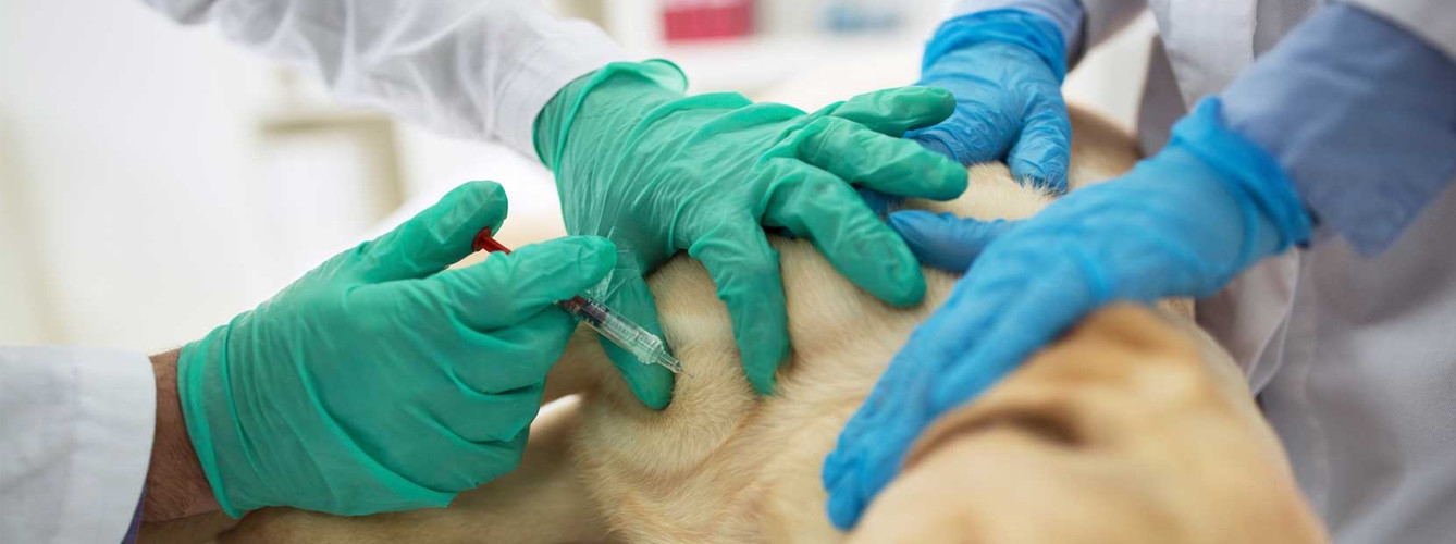 En España, instituciones veterinarias han defendido la importancia de la vacunación de animales de compañía durante el confinamiento.
