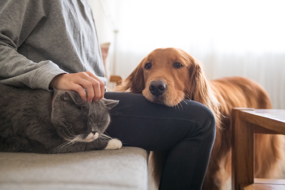 Los resultados de un estudio sugieren un posible sesgo de especie a la hora de identificar las emociones de perros y gatos.