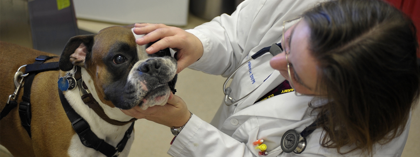 El empleo veterinario ha crecido un 3% en lo que va de año
