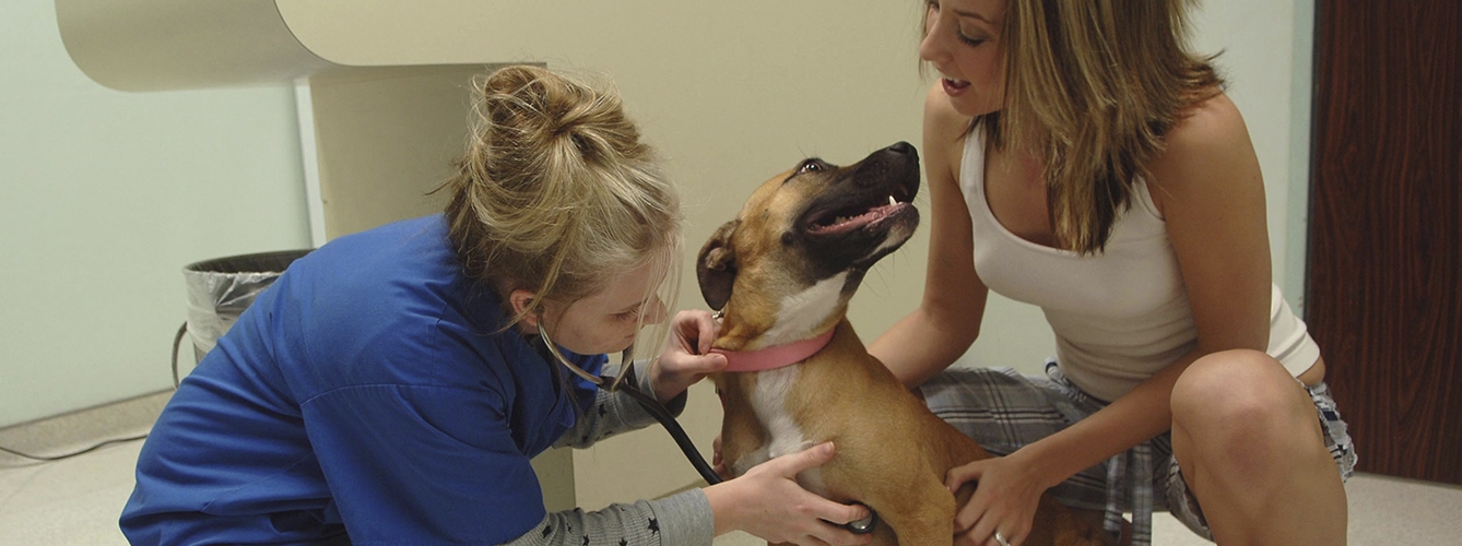 El empleo veterinario ha crecido un 6% en el último año