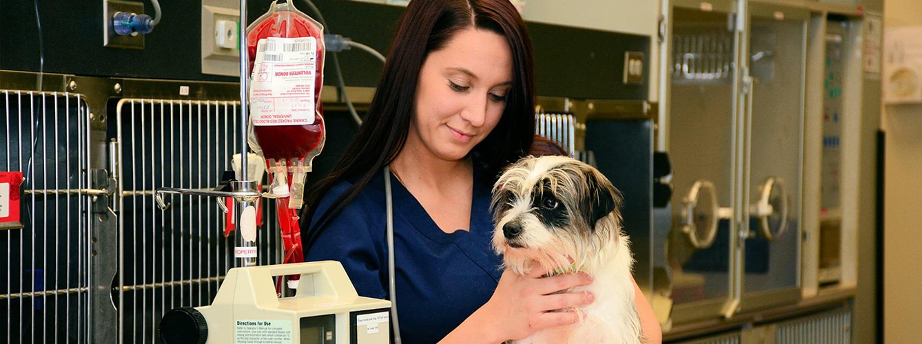 Las pymes veterinarias crean un 12% más de empleos en el último año