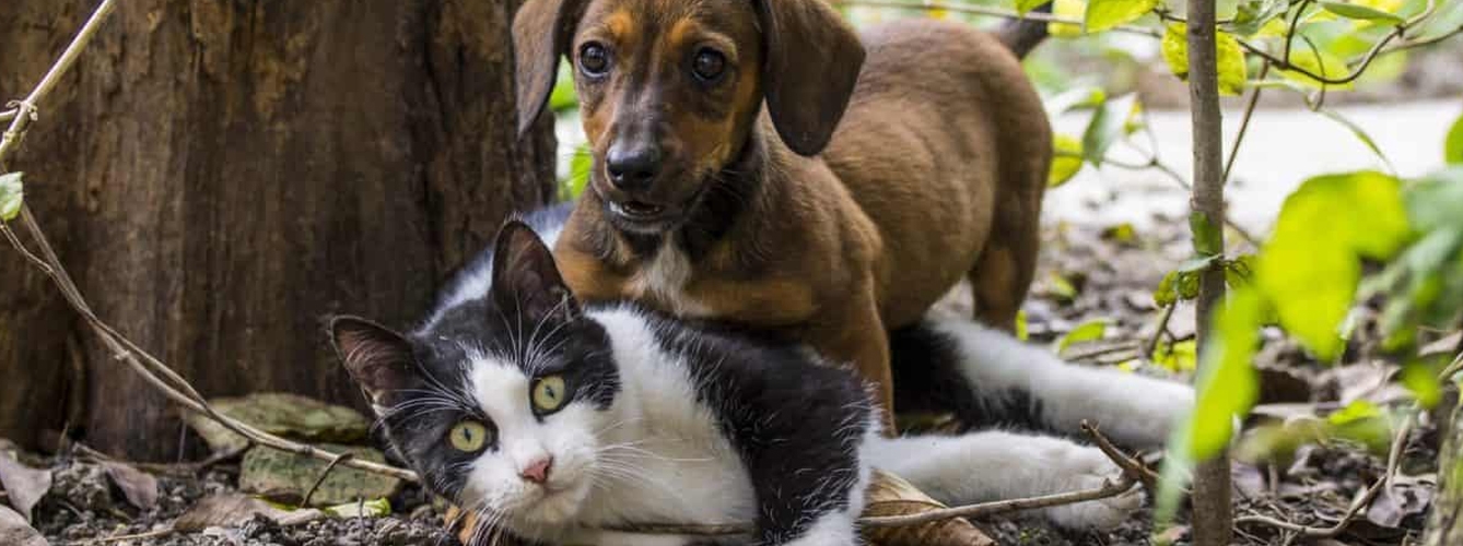 Día Mundial de las Enfermedades Raras: Cuáles afectan a las mascotas 