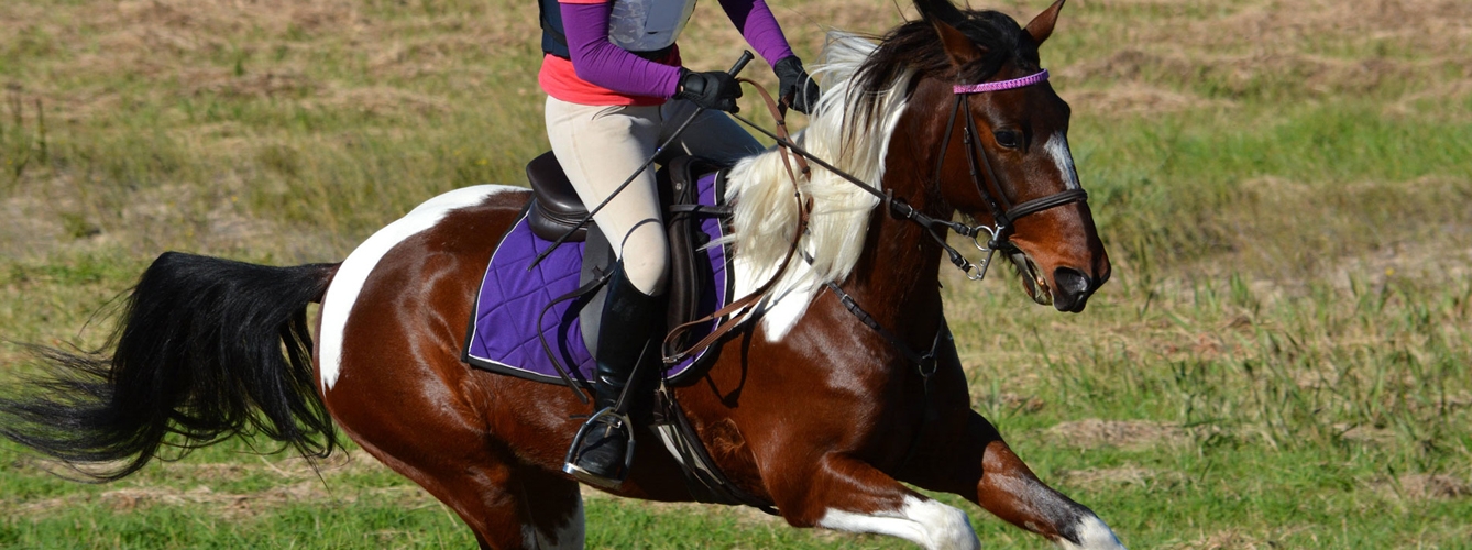 En España se permite el entrenamiento con caballos a los deportistas desde la fase 0 de la desescalada.