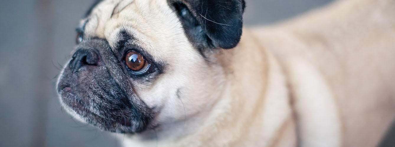 Un estudio revela los factores que condicionan la epilepsia en los perros