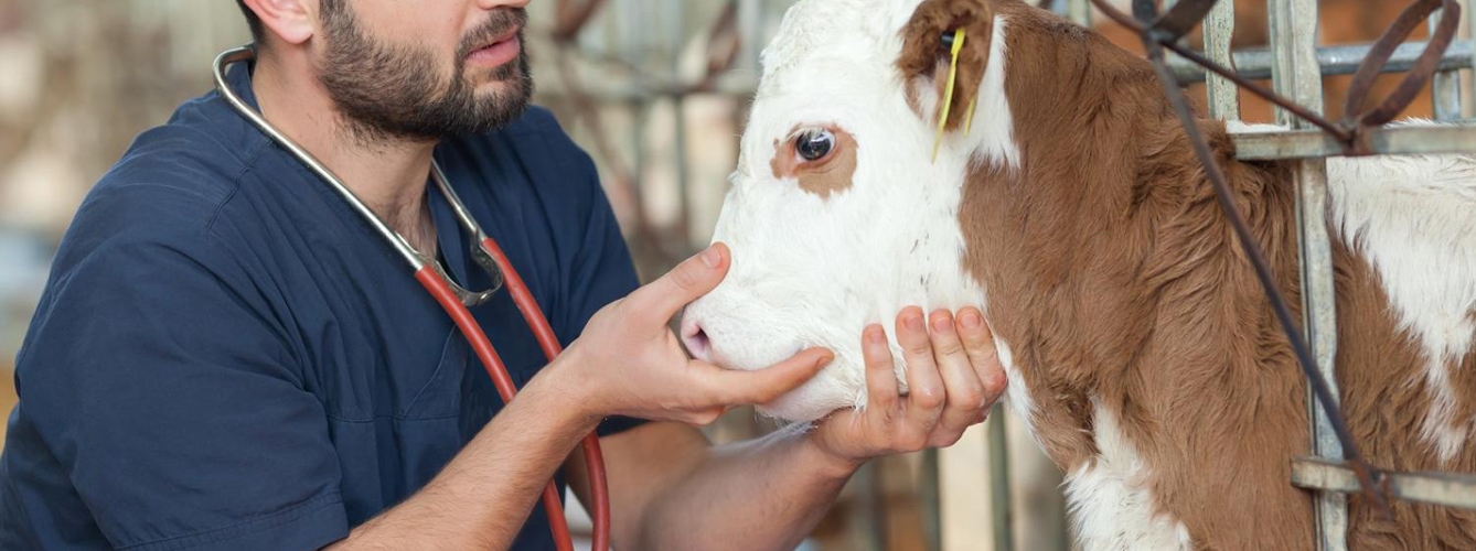 Un informe alerta de la escasez de veterinarios rurales en España