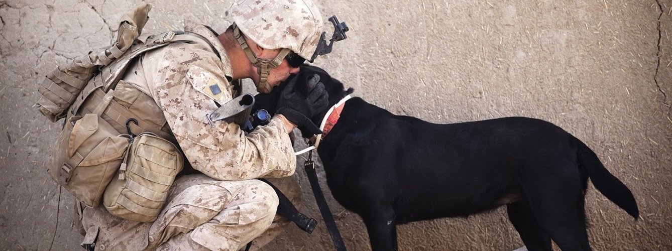 Los perros soldado de Estados Unidos fueron maltratados por el Ejército