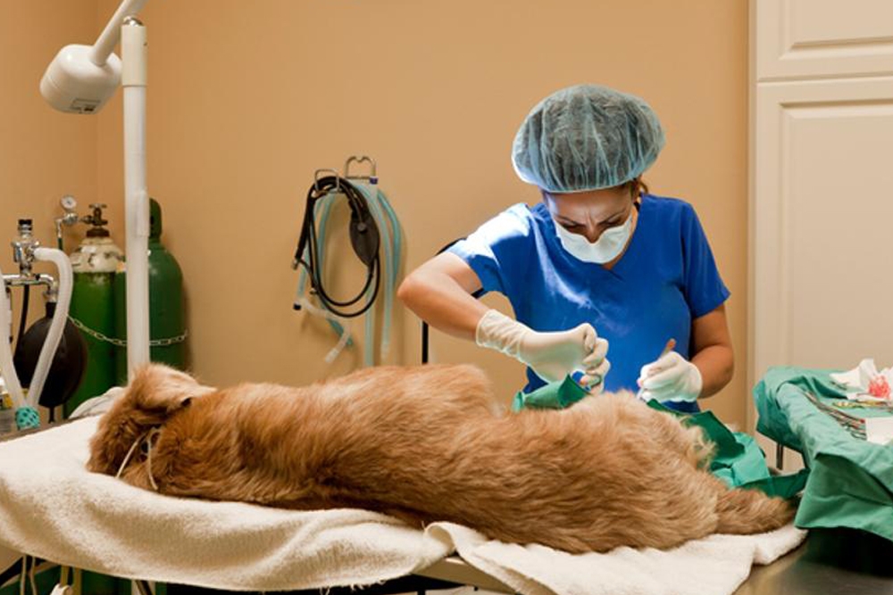 La esterilización quirúrgica es un procedimiento no reversible y debe ser una decisión tomada en conciencia por los propietarios tras la valoración veterinaria.
