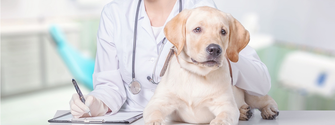 La estrategia empresarial influye en el éxito de la clínica veterinaria