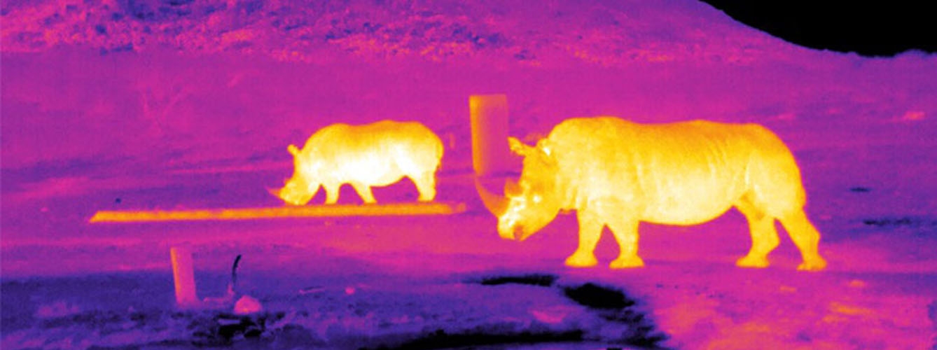 Captura infrarroja de rinoceronte en Sudáfrica. Fuente: Endangered Wildlife Trust y LJMU
