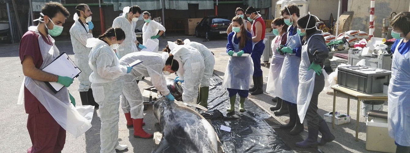 Estudiantes de veterinaria de la Facultad de la Universidad CEU Cardenal Herrera participan en la necropsia de un calderón.