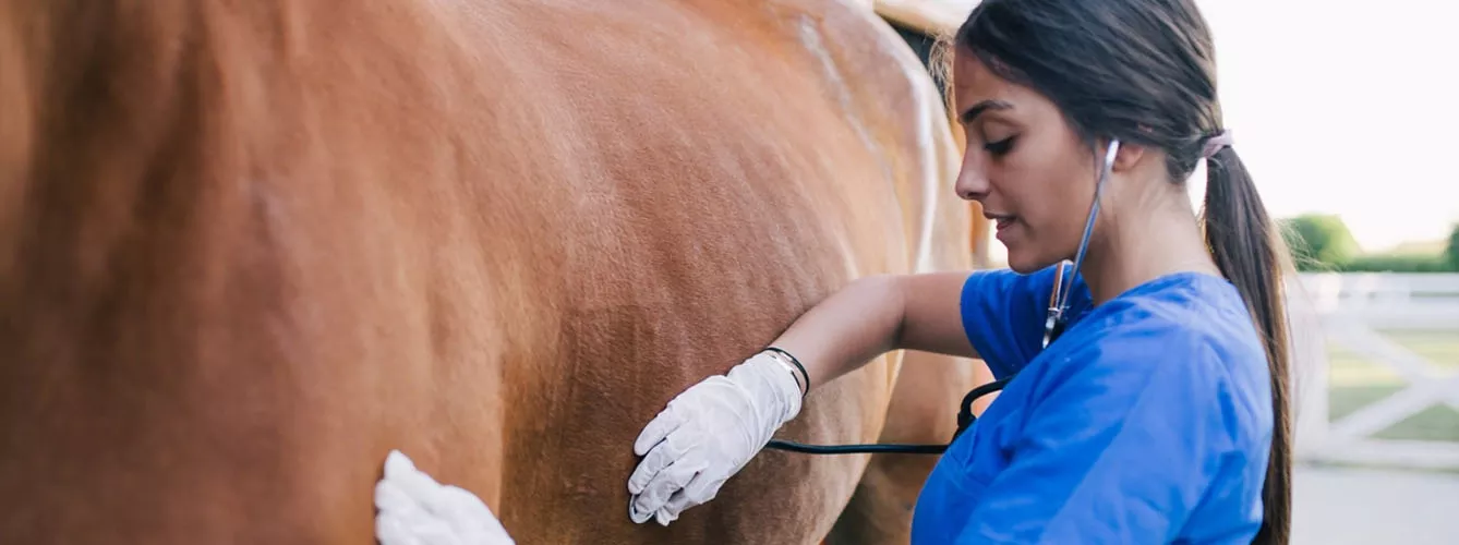 El comportamiento animal, clave para identificar el dolor en caballos