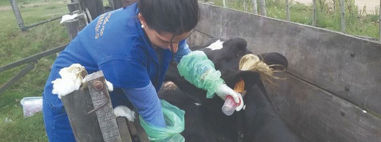Una de las investigadoras del proyecto tomando las muestras de leptospirosis en el ganado bovino. Imagen: Instituto Nacional de Investigación Agropecuaria.