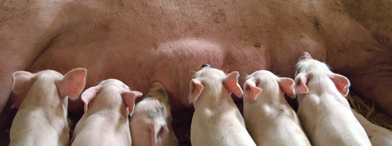 Europa prevé un aumento de la producción porcina en 2018