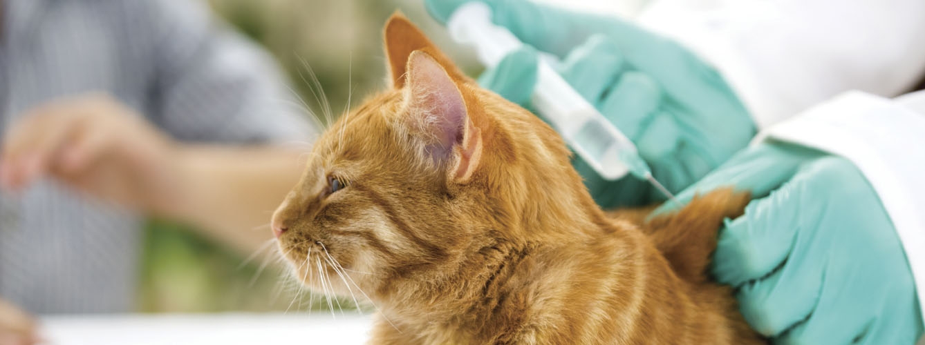 Escala veterinaria para decidir el momento de eutanasiar a una mascota