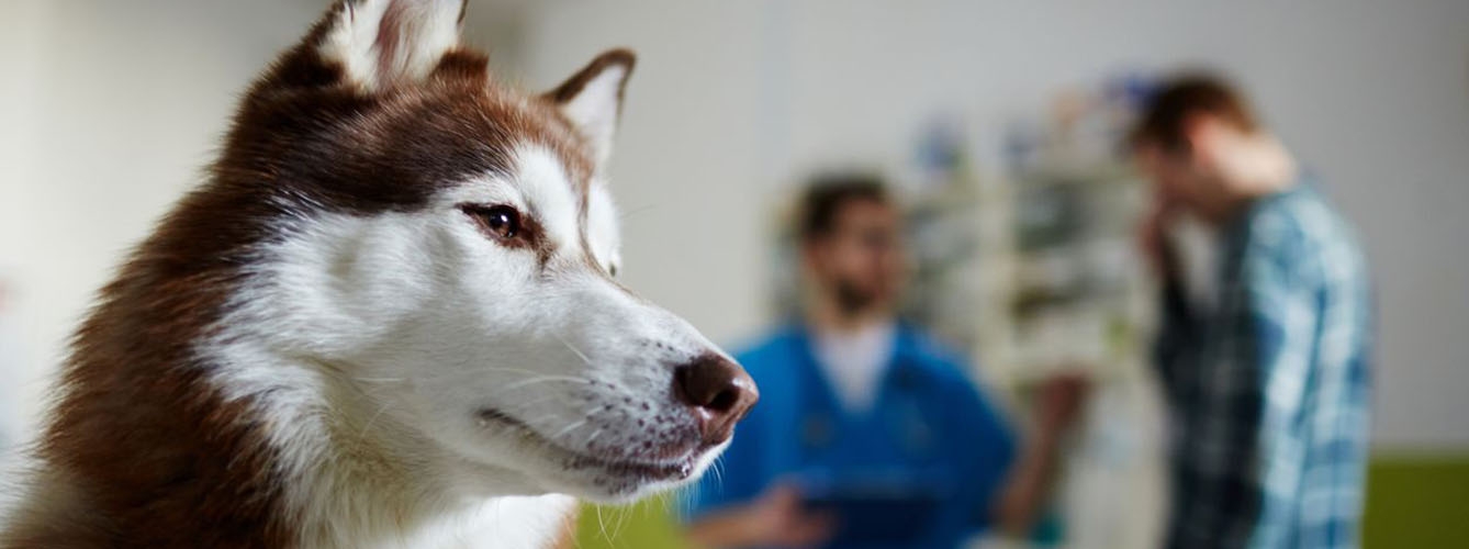 ¿Cómo abordar los cuidados paliativos de una mascota con su dueño?