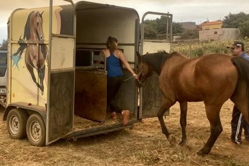 Imagen de uno de los caballos evacuados durante el incendio de Tenerife.