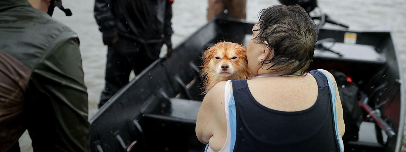 En vigor la primera ley española para evacuar animales en catástrofes
