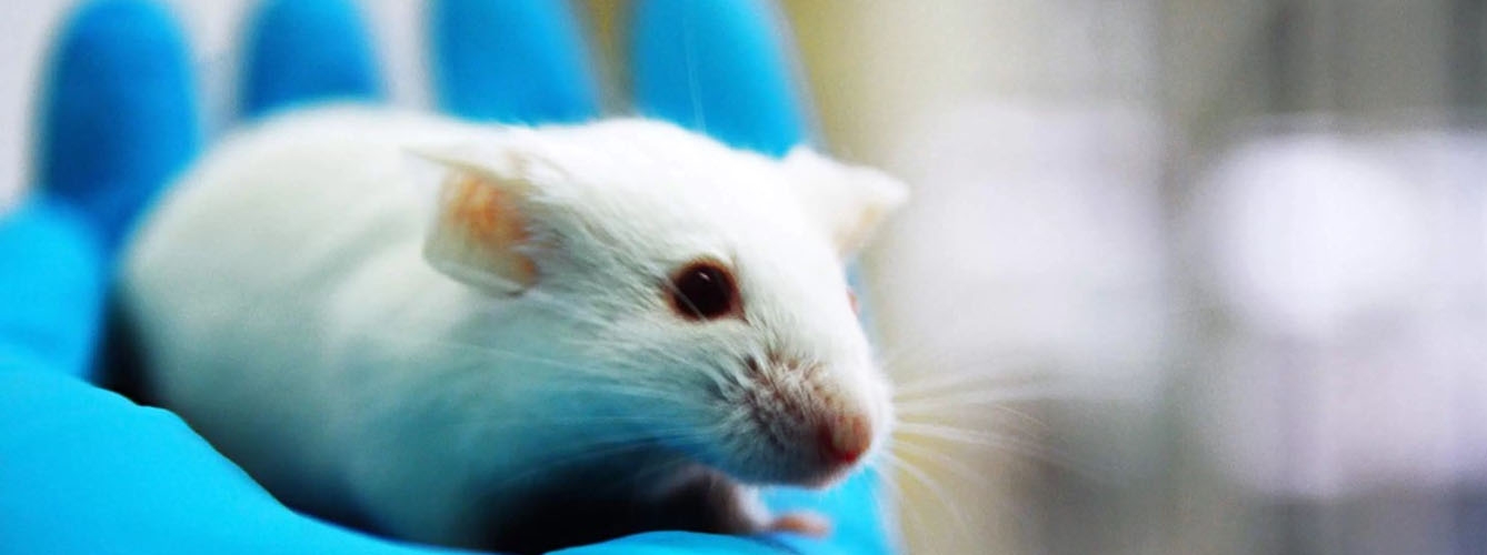 Buscan alternativas al uso de animales para experimentación