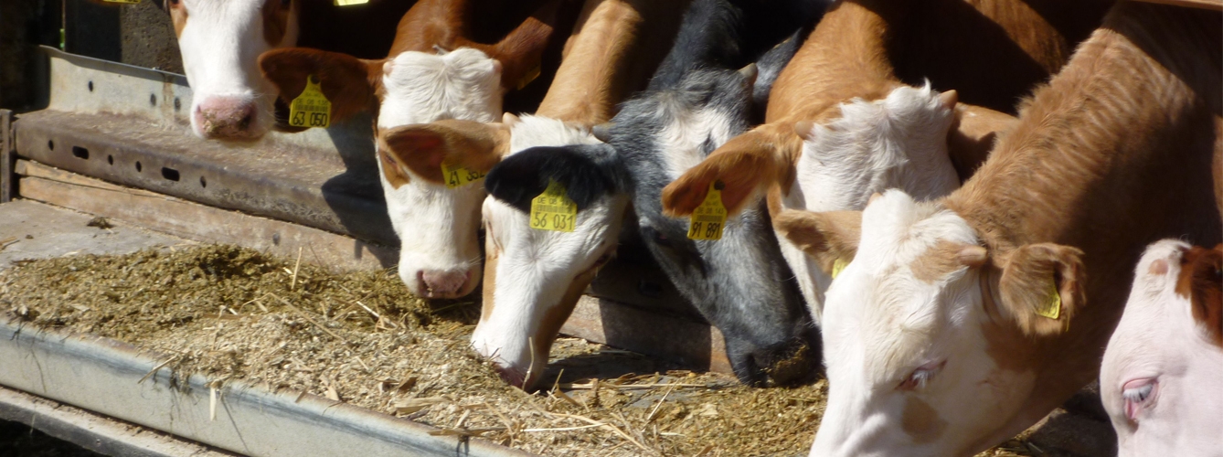 Los precios de las exportaciones de alimentación animal caen un 1,9%