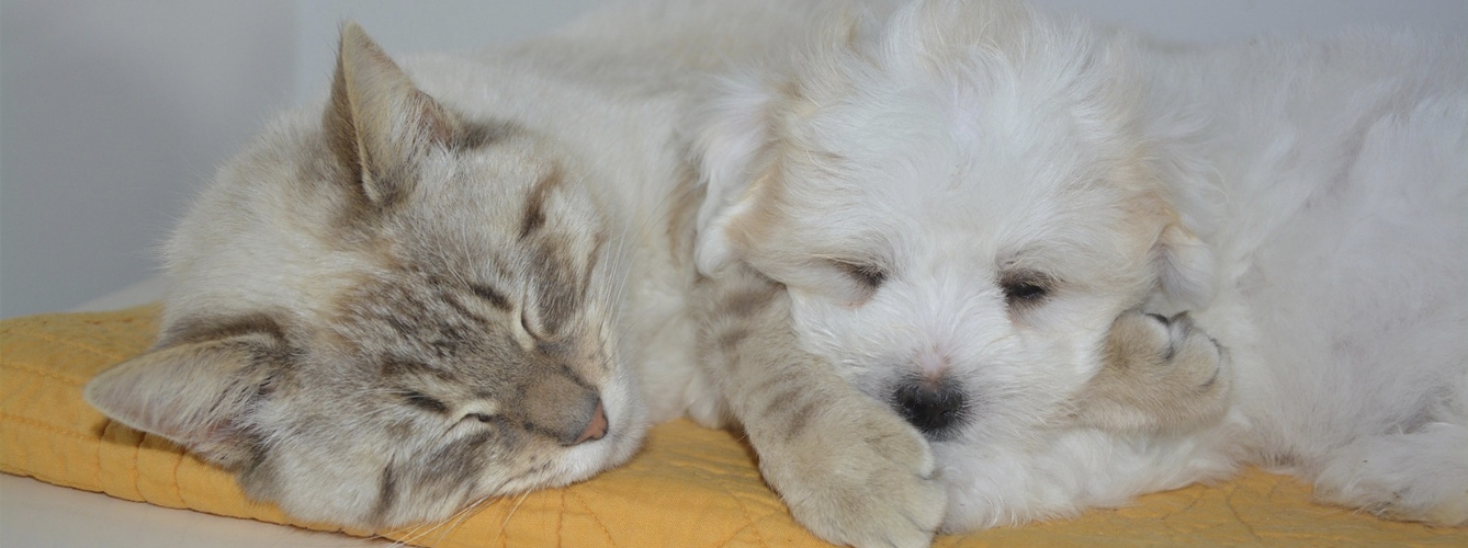 Una investigación ha comparado y analizado los principales factores que determinan la calidad de vida en perros y gatos.