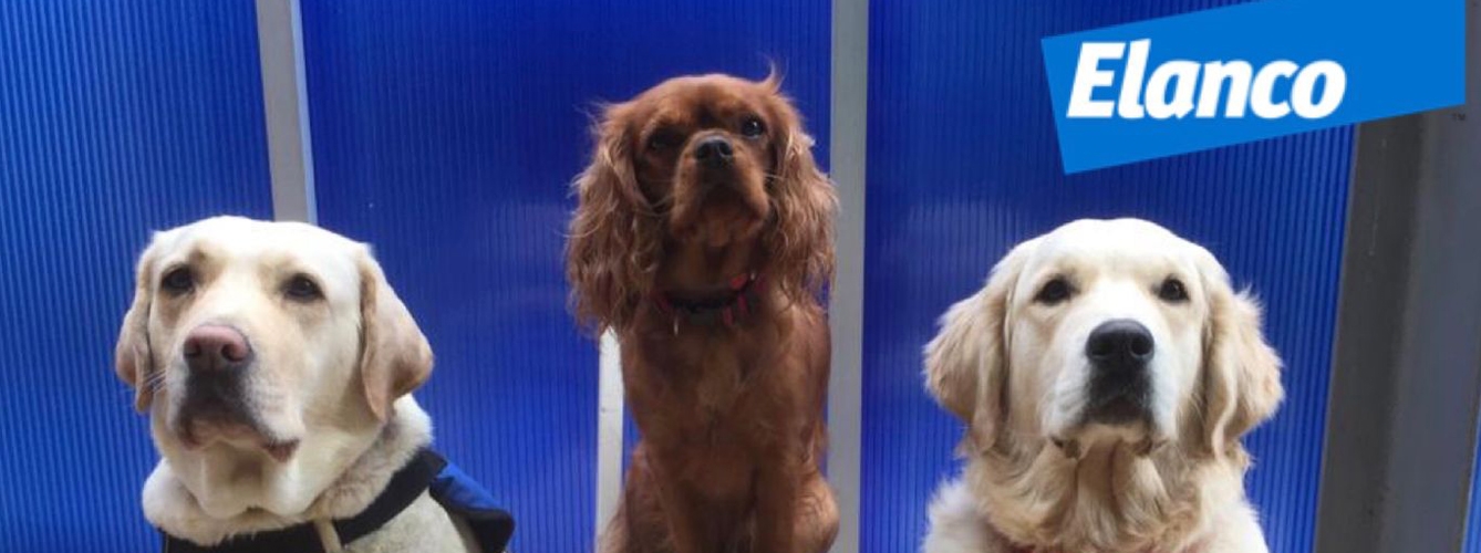 La cavalier King Charles Fanta ha sido la primera participante del Programa Huellas de Elanco en incorporarse a un equipo de perros de terapia.