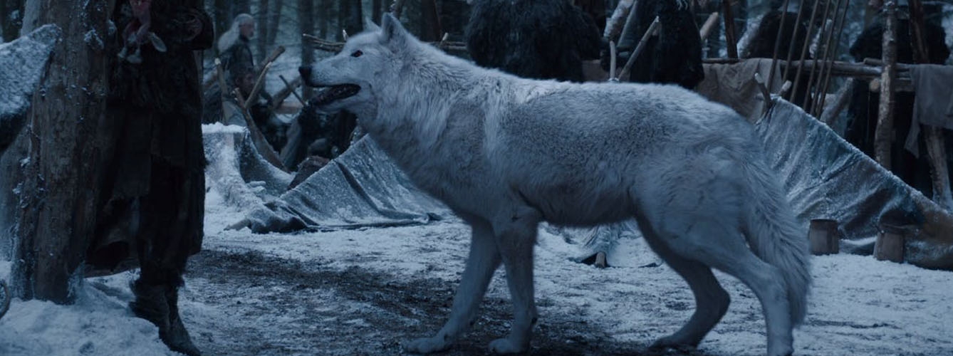 Fantasma, uno de los lobos gigantes de la casa Stark que aparecen en Juego de Tronos.