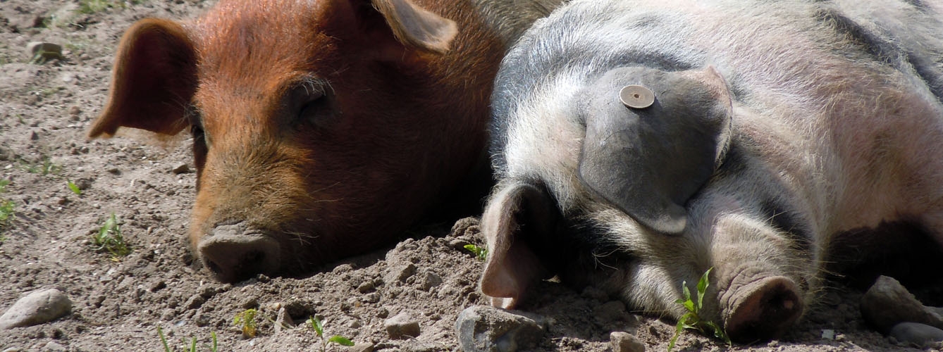 Recomiendan tomar medidas en el sector porcino por la ola de calor 