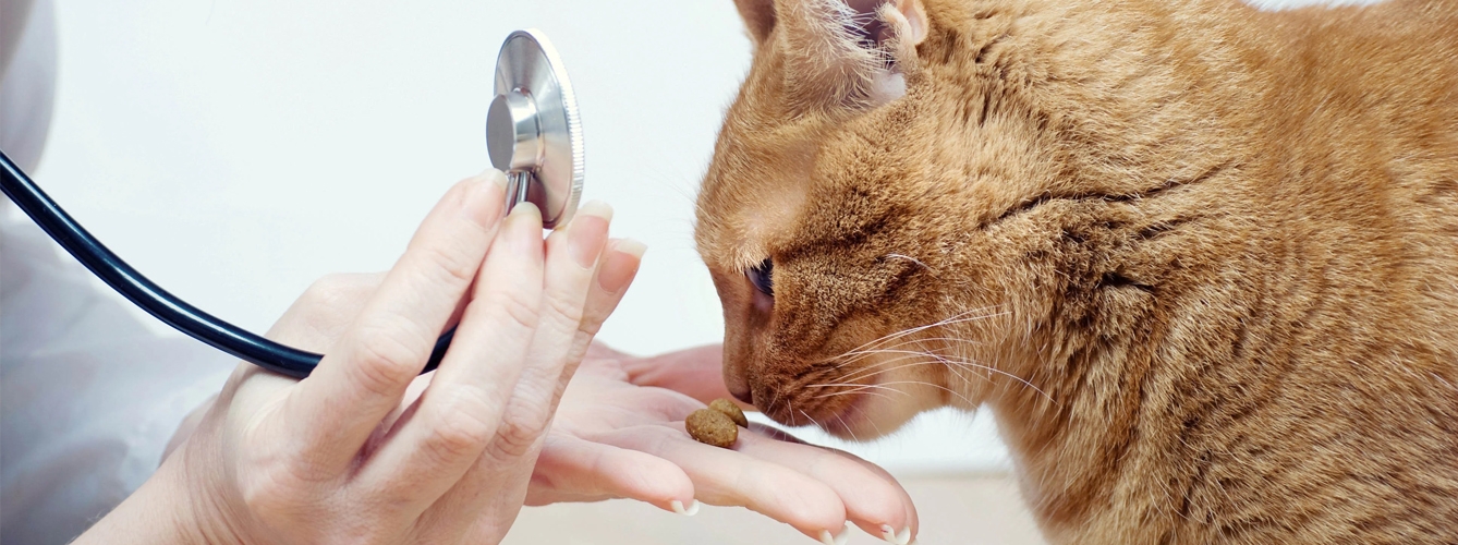 El programa Fear Free de Ceva Salud Animal da un paso más por el bienestar de los animales de compañía en la clínica veterinaria.