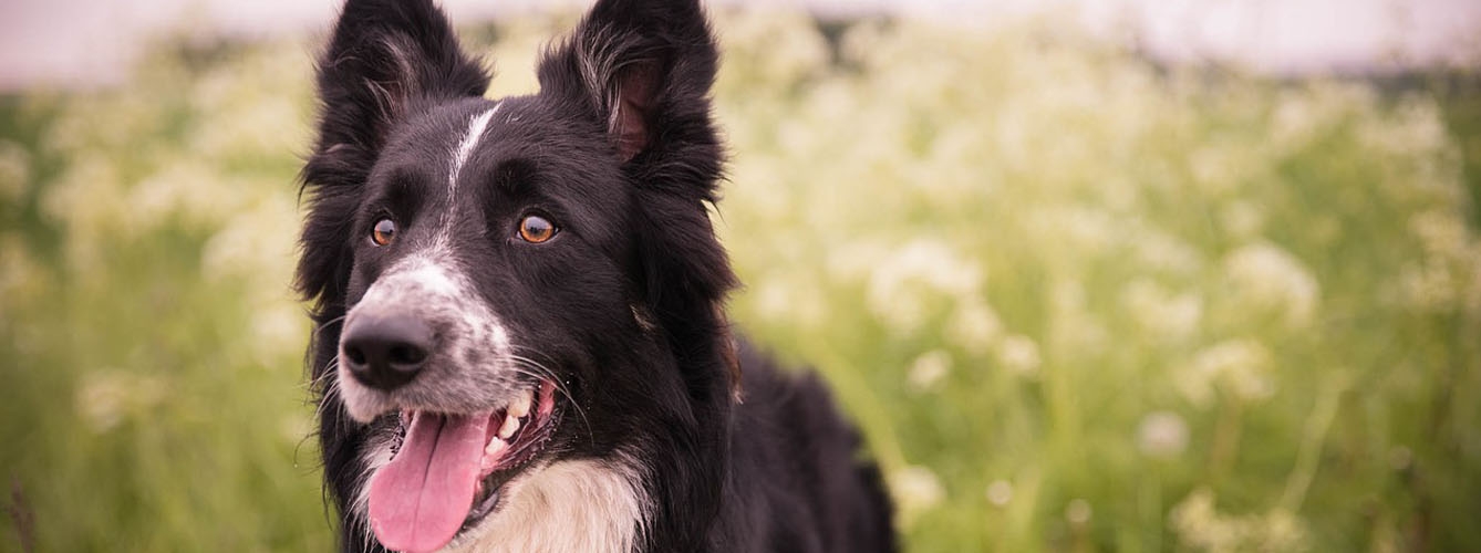 Elaboran una guía para tratar la angiostrongilosis canina