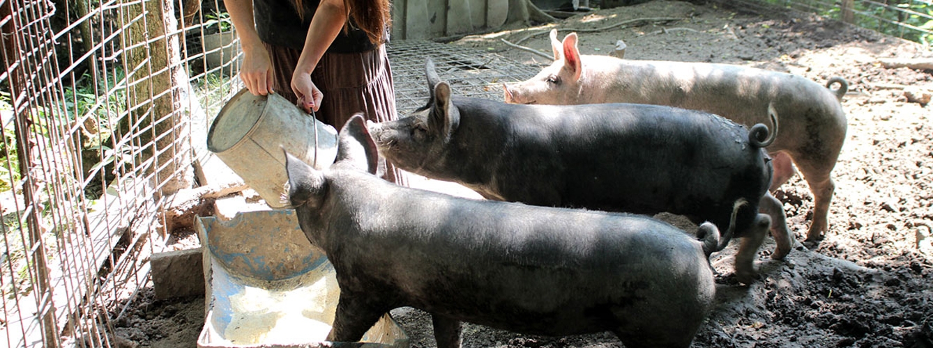 Bioseguridad en la alimentación del porcino, vital contra la PPA