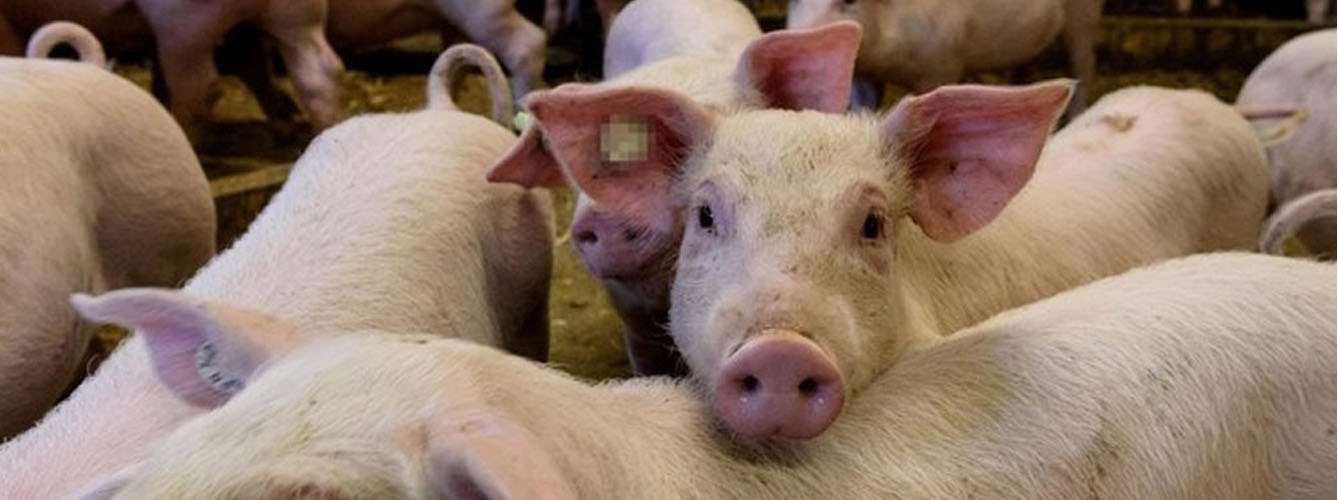 La música clásica favorece el bienestar animal en los cerdos