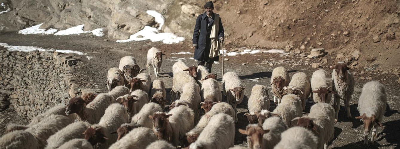 Un pastor marroquí guía a un rebaño de ovejas.