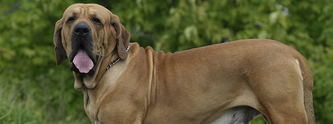 Un ejemplar de Fila Brasileiro, una de las razas de perro consideradas como peligrosas.