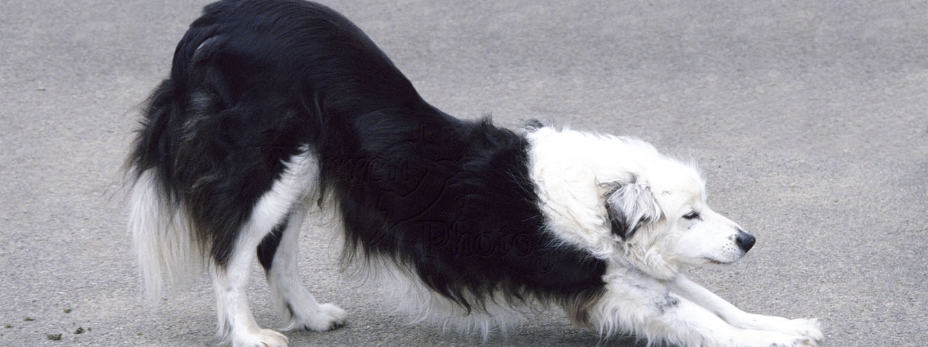 Asocian flexibilidad de articulaciones en perros con la angustia 