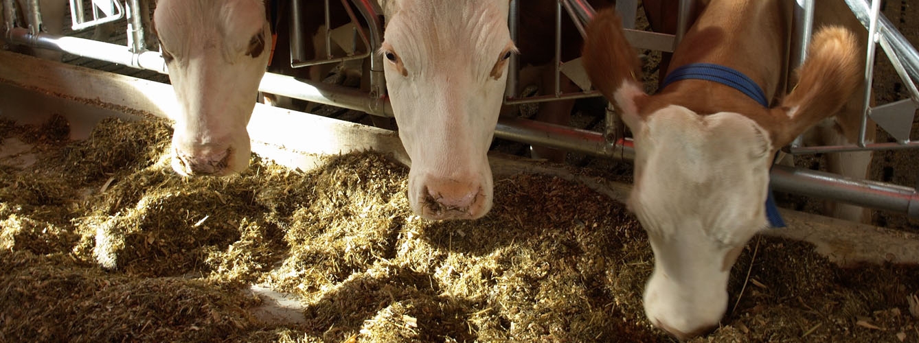 Una técnica permite crear alimentos más saludables para el ganado
