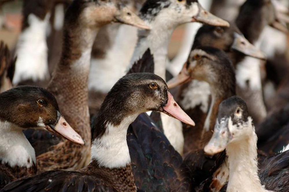 Los focos de gripe aviar se han producido en granjas de patos.