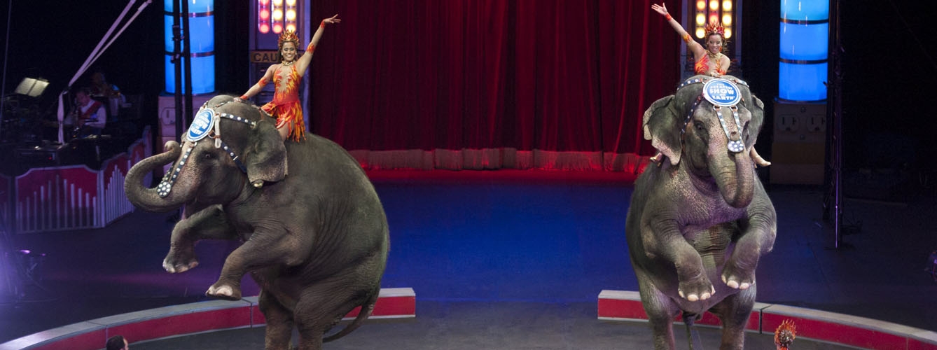 Extremadura prohibirá los circos con animales salvajes en cautividad