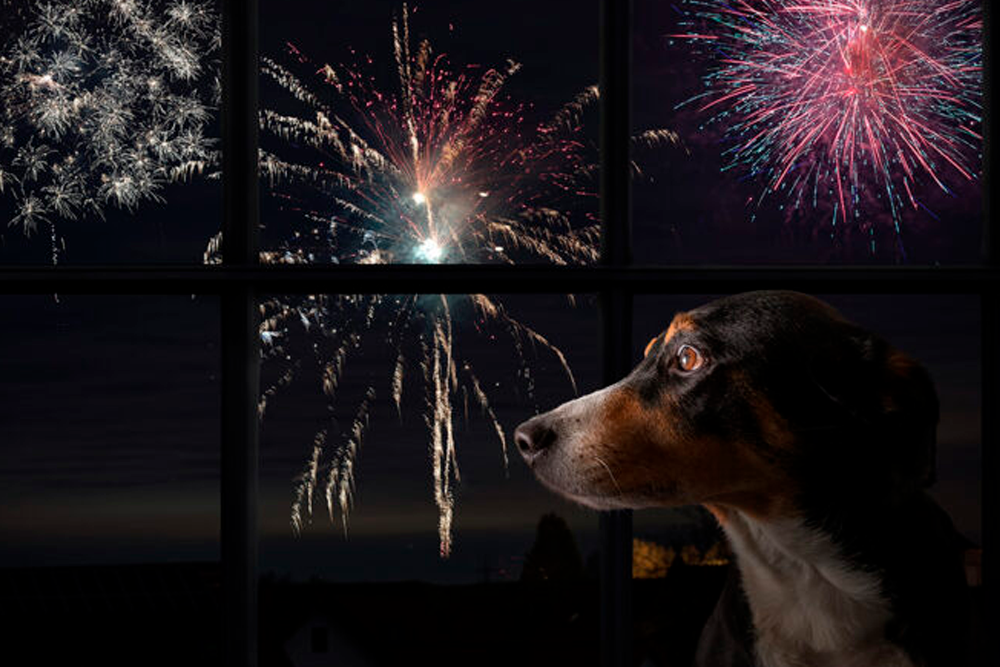 Los veterinarios recomiendan mantener a las mascotas en lugares tranquilos, lo más lejos posible de los fuegos artificiales.