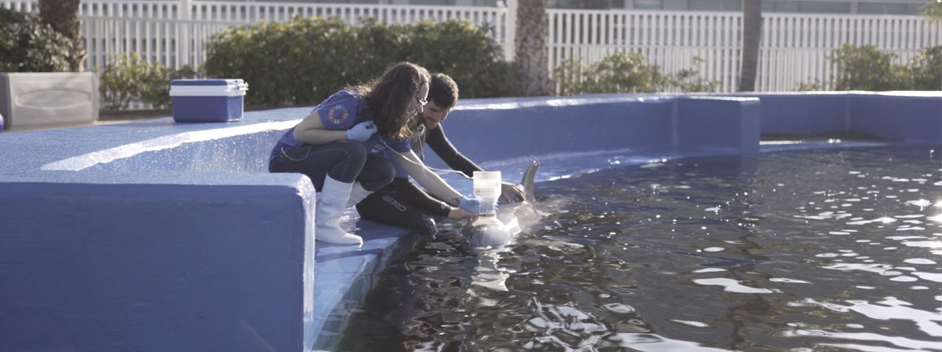 Investigadores de la Fundación Oceanográfic utilizan un espirómetro adaptado en un delfín.