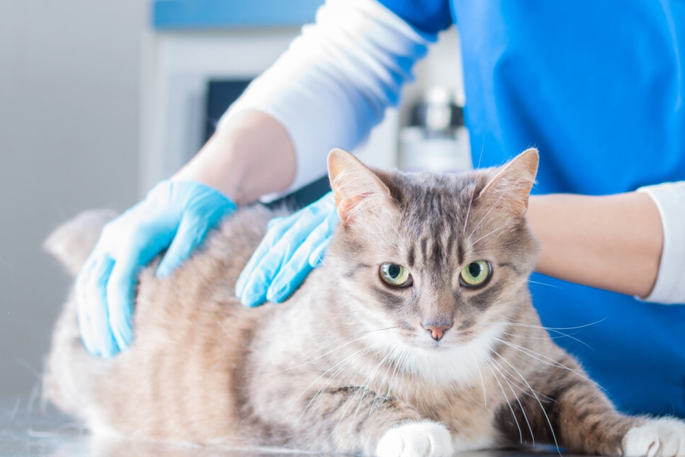Los veterinarios europeos piden impulsar políticas para alcanzar una solución legal para tratar a los gatos con PIF.