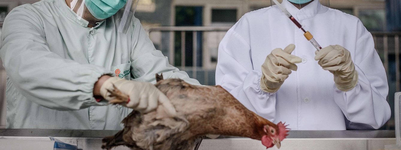 El virus de gripe aviar que actualmente azota Europa ha surgido en Rusia