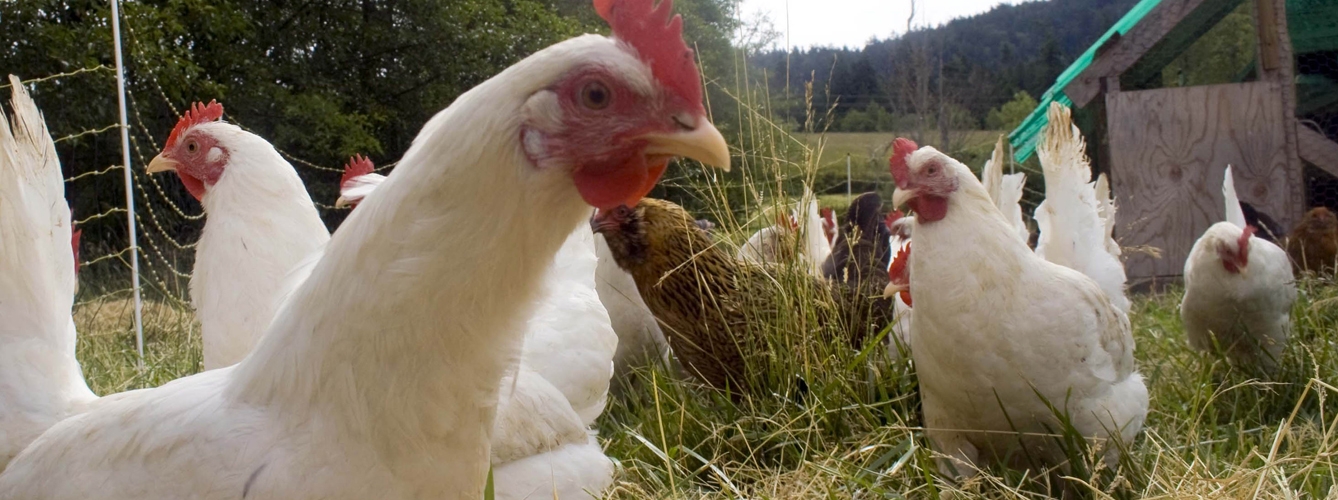 Descubren la proteína que incrementa la transmisión de la gripe aviar