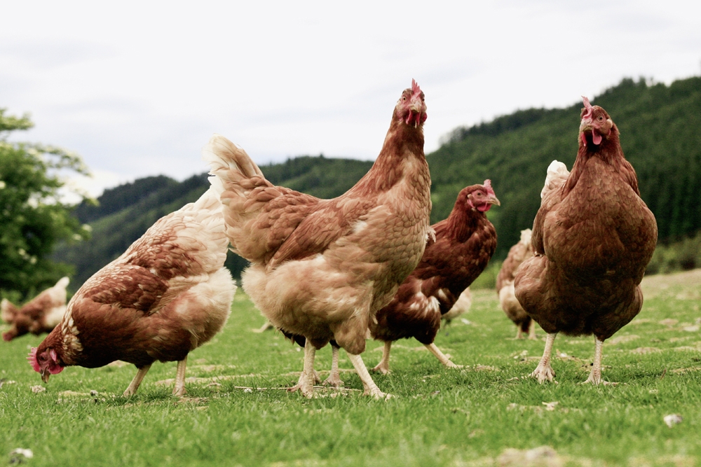 El Servicio de Prevención en Salud Animal de Cataluña insiste en la importancia de prevenir la gripe aviar.