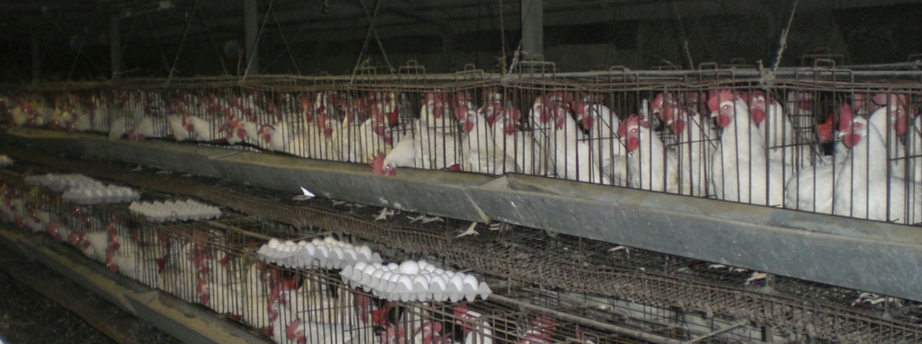 banjo atención seguro La mayoría de los huevos españoles provienen de gallinas en jaulas