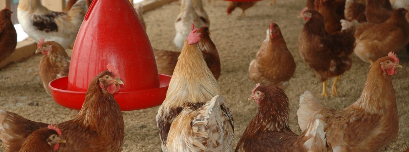 Diseñan granjas inteligentes capaces de detectar la gripe aviar