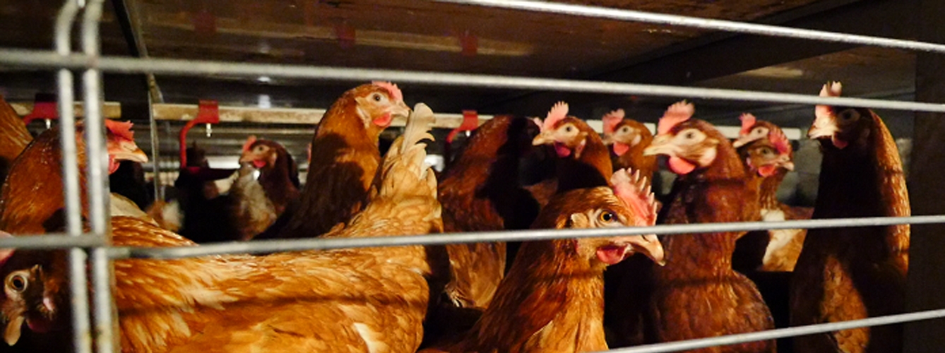 Las gallinas libres de jaulas se generalizan en la Unión Europea