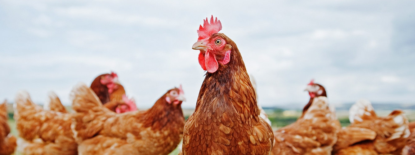 Tanto la enfermedad de Marek, como la gripe aviar, son viriasis que afectan a las aves.